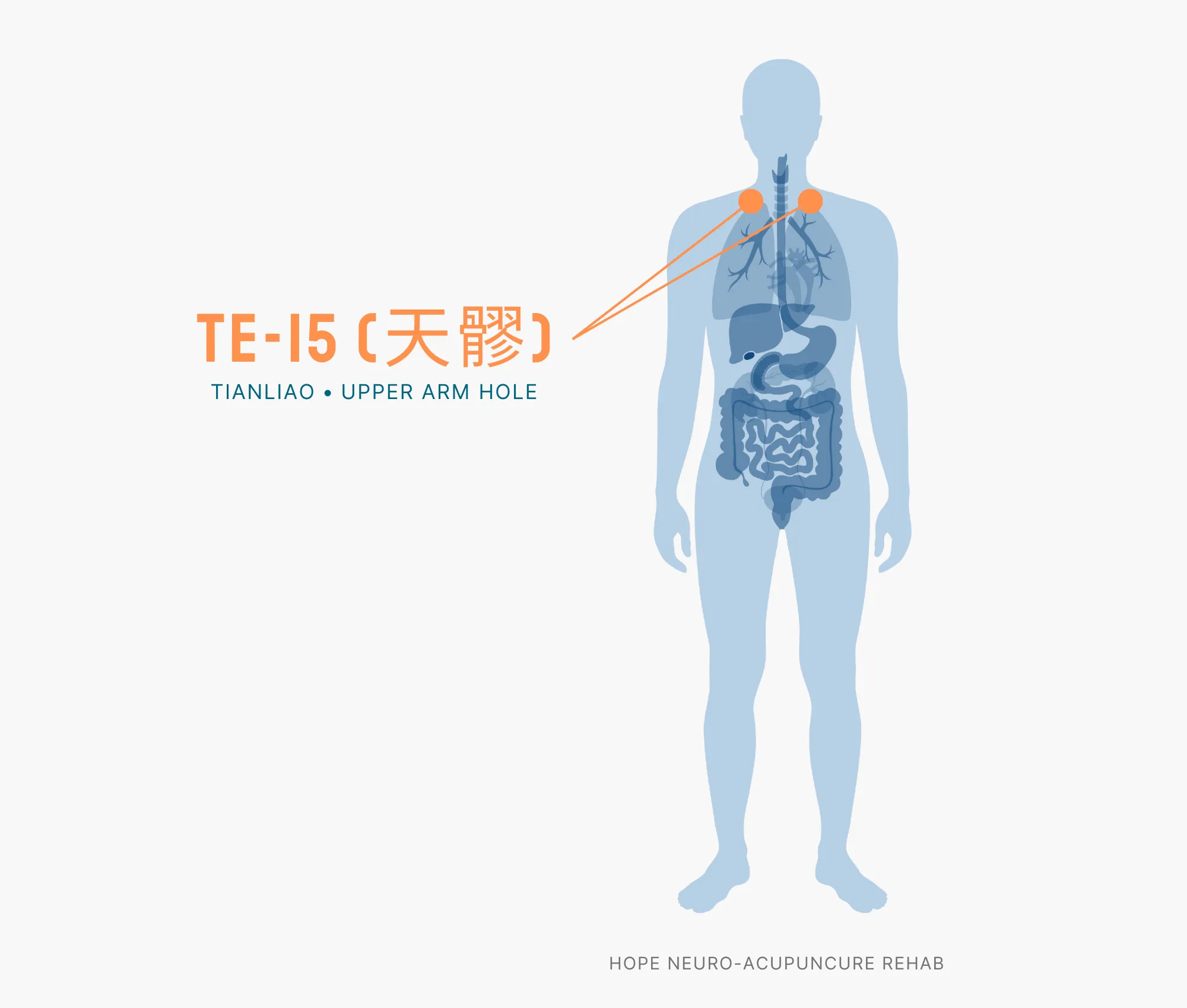 Diagram Showing Where the TE-15 Acupuncture Point (also known as Tianliao or Upper Arm Hole) is within the Triple Burner Meridian