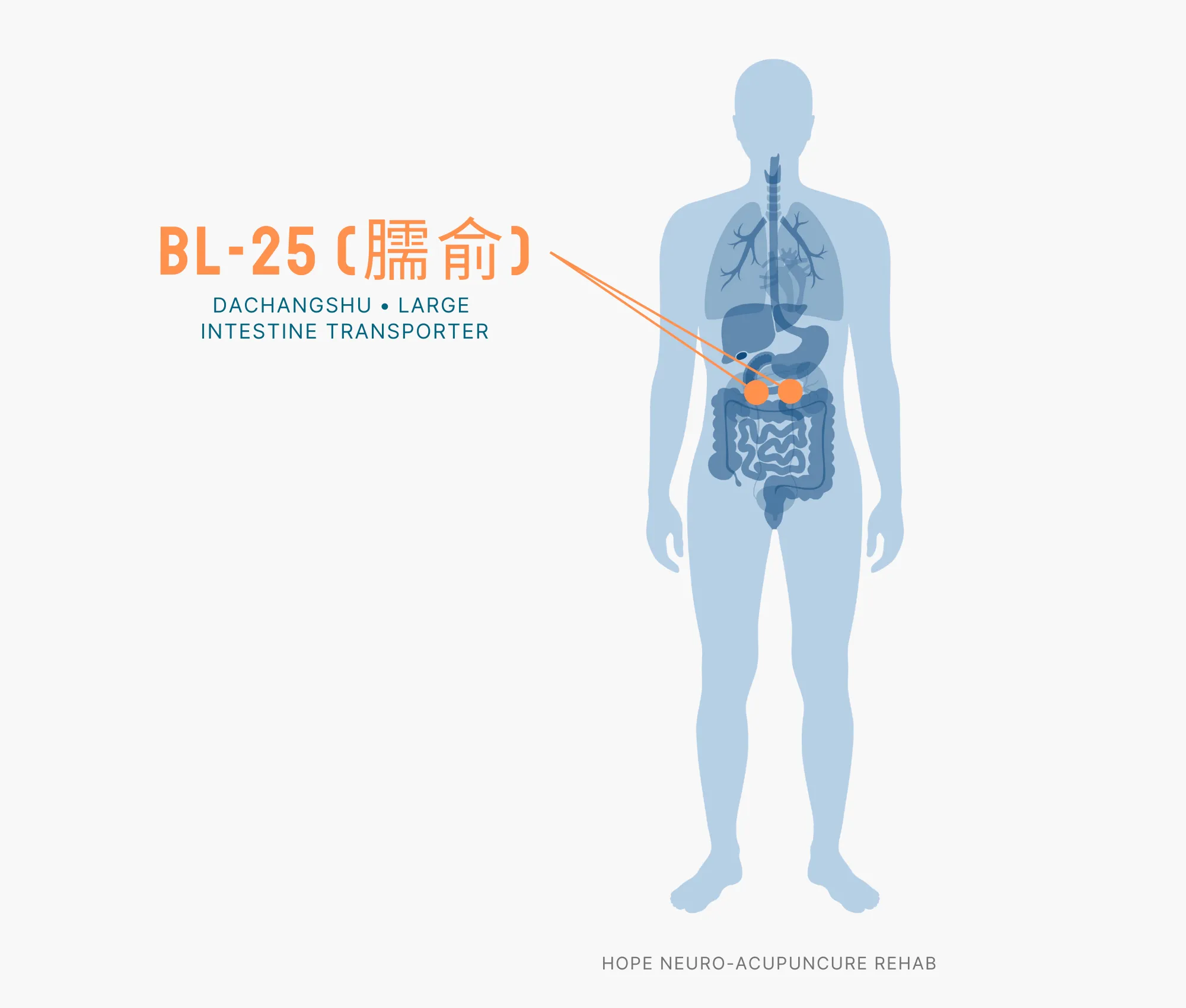 Diagram Showing Where the BL-25 Acupuncture Point (also known as Dachangshu or Large Intestine Transporter) is within the Bladder Meridians