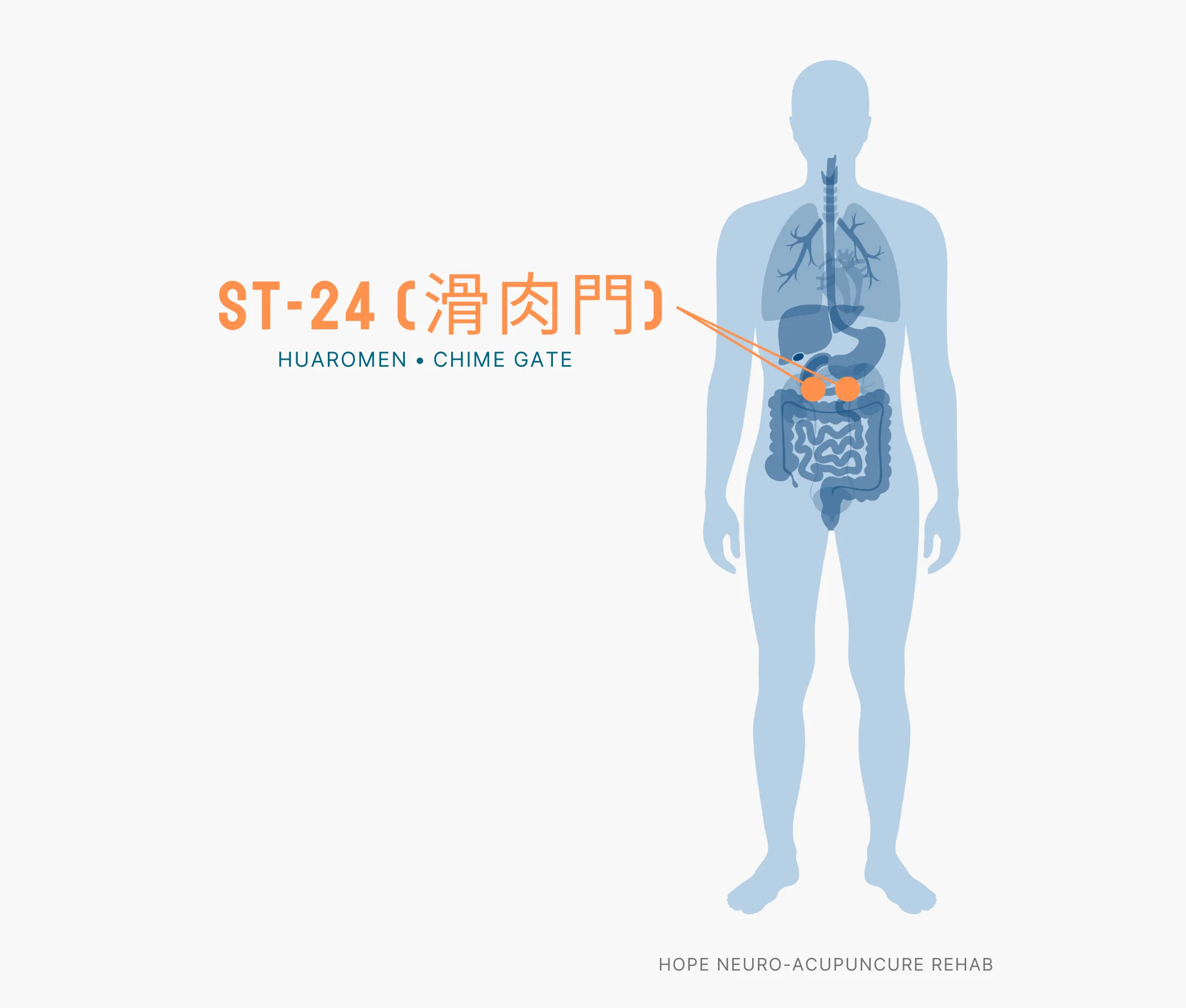 Diagram Showing Where the ST-24 Acupuncture Point (also known as Huaromen or Chime Gate) is within the Stomach Meridians