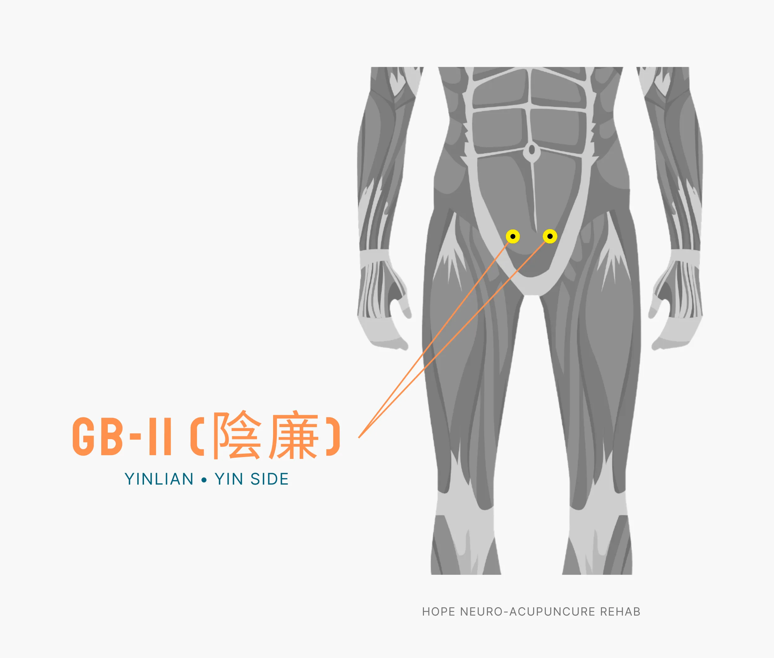 Diagram Showing Where the An Acupuncture Point is within the Liver Meridian