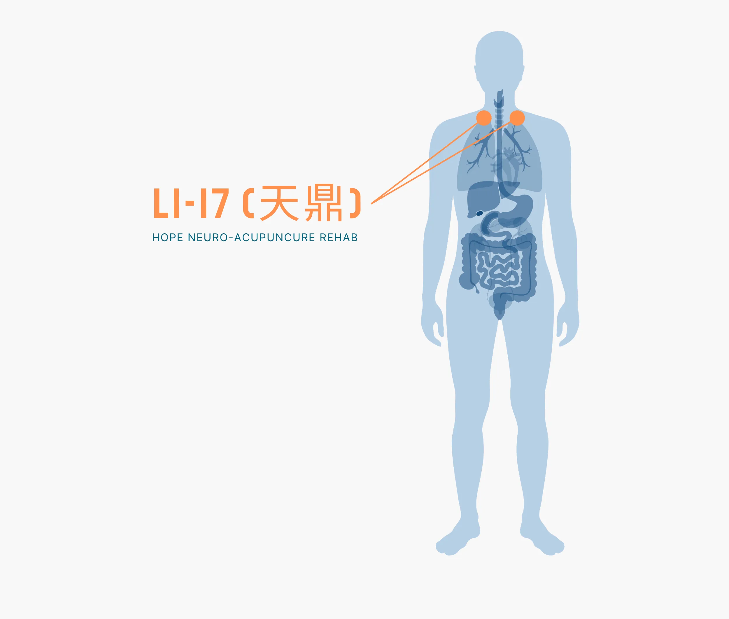 Diagram Showing Where the Li 17 Acupuncture Point is within the Large Intestine Meridians