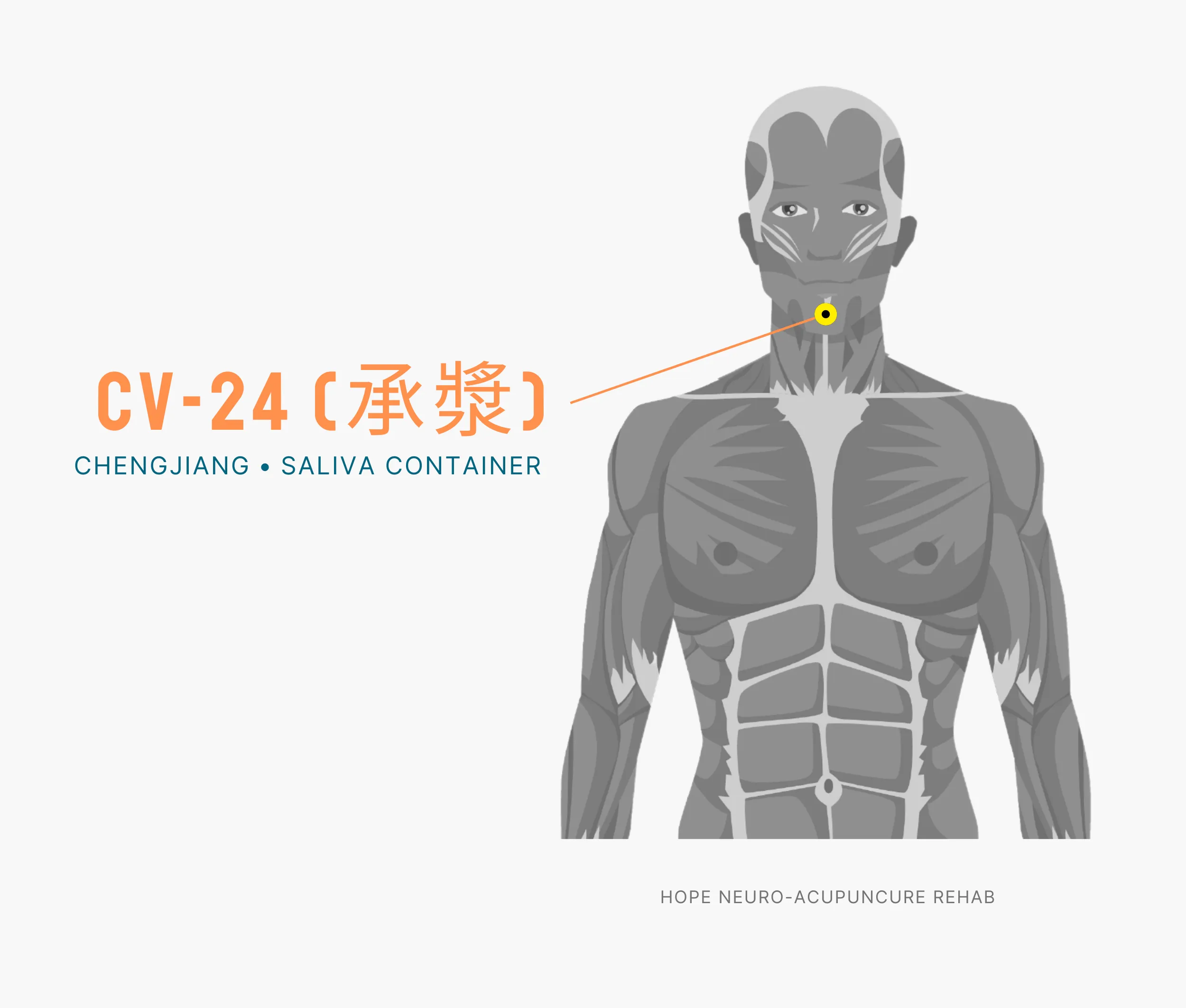 Diagram Showing Where the An Acupuncture Point is within the Conception Vessel Meridian