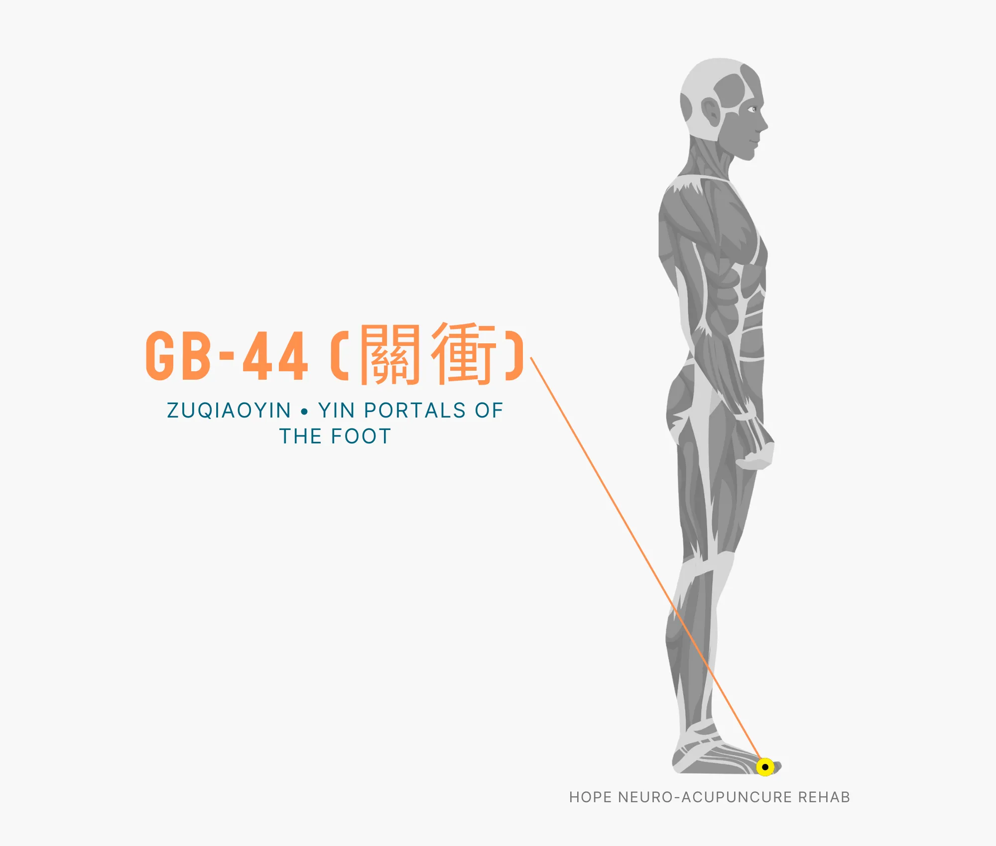 Diagram Showing Where the GB-44 Acupuncture Point (also known as Zuqiaoyin or Yin Portals of Foot) is within the Gallbladder Meridian