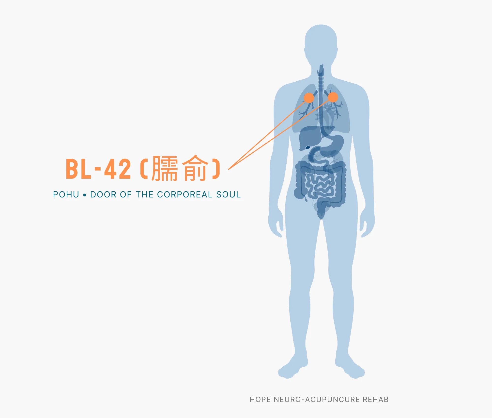 Diagram Showing Where the BL-42 Acupuncture Point (also known as Pohu or Door of the Corporeal Soul) is within the Bladder Meridians