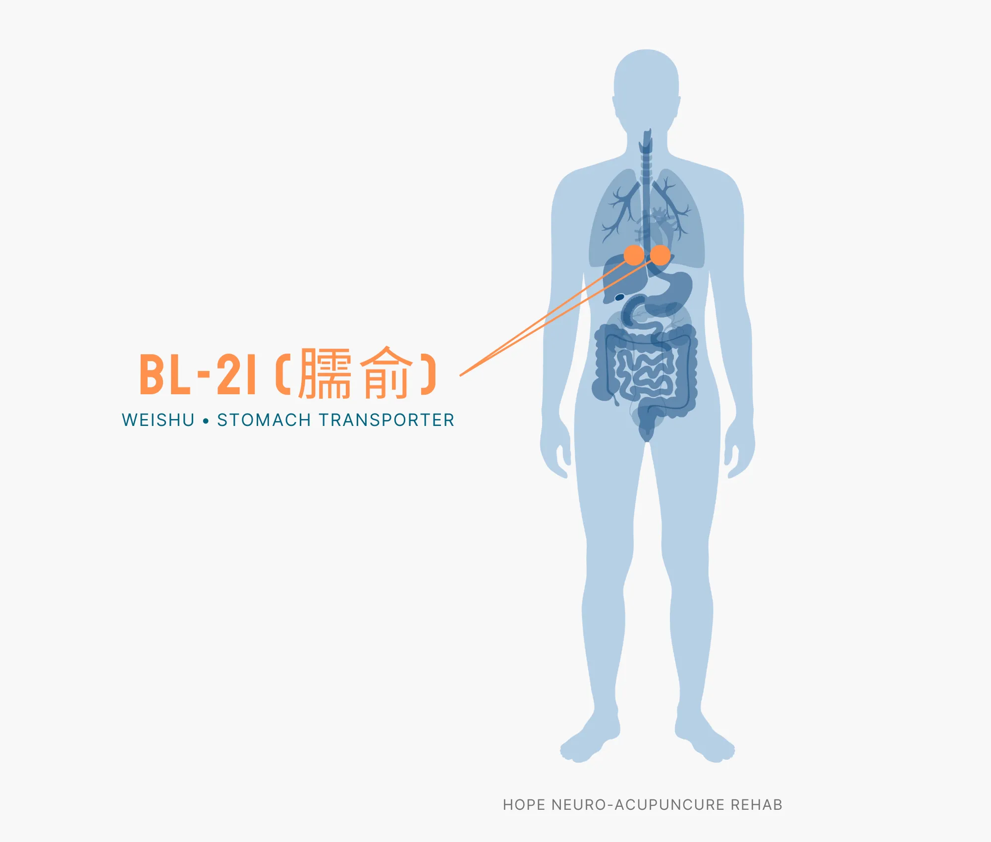 Diagram Showing Where the BL-21 Acupuncture Point (also known as Weishu or Stomach Transporter) is within the Bladder Meridians