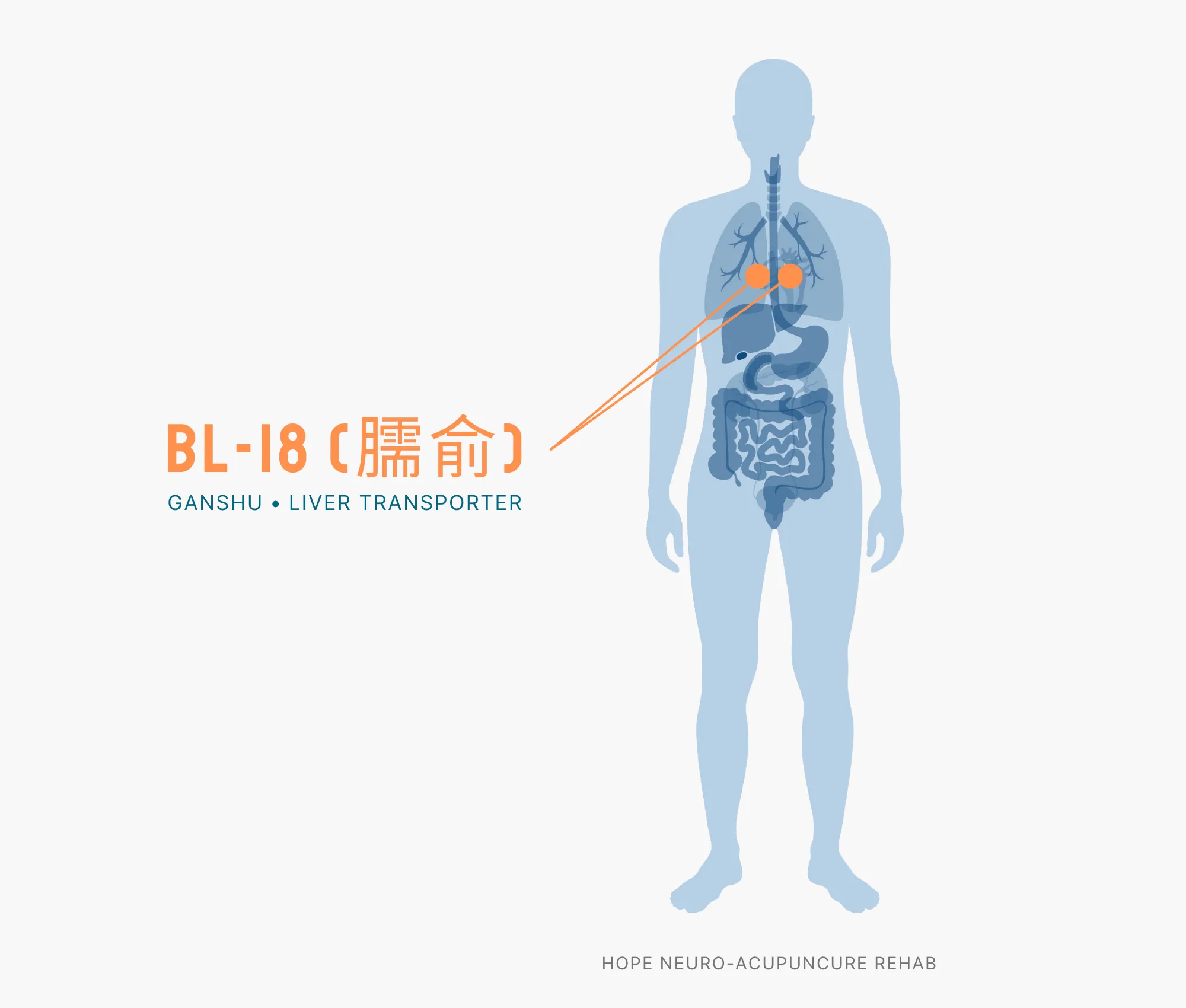Diagram Showing Where the BL-18 Acupuncture Point (also known as Ganshu or Liver Transporter) is within the Bladder Meridians