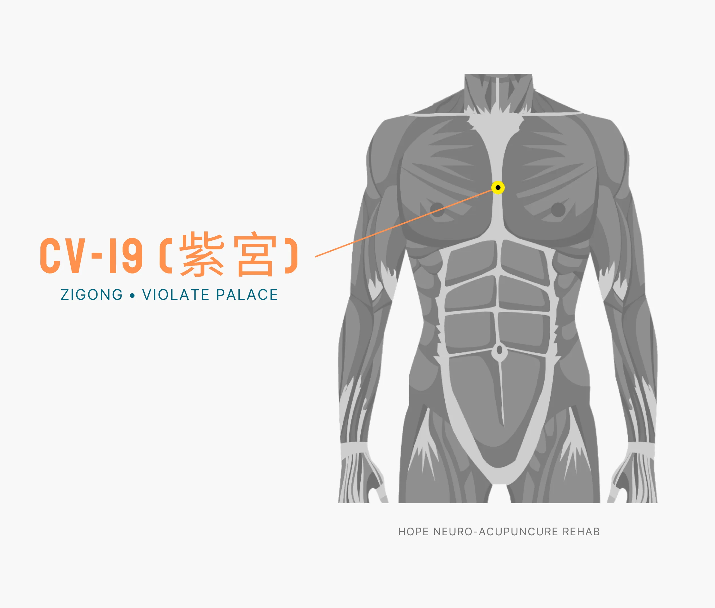 Diagram Showing Where the An Acupuncture Point is within the Conception Vessel Meridian