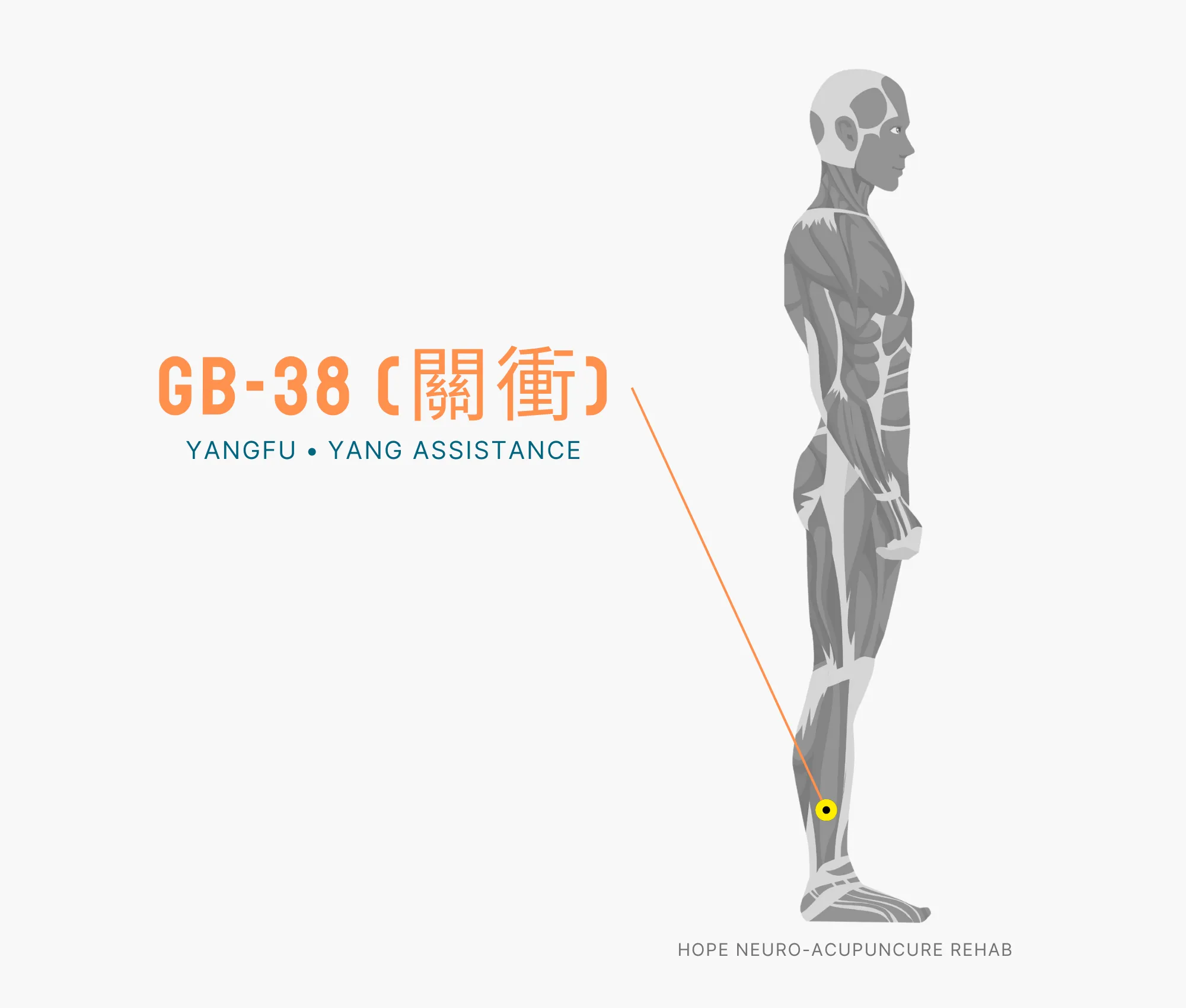 Diagram Showing Where the GB-38 Acupuncture Point (also known as Yangfu or Yang Assistance) is within the Gallbladder Meridian