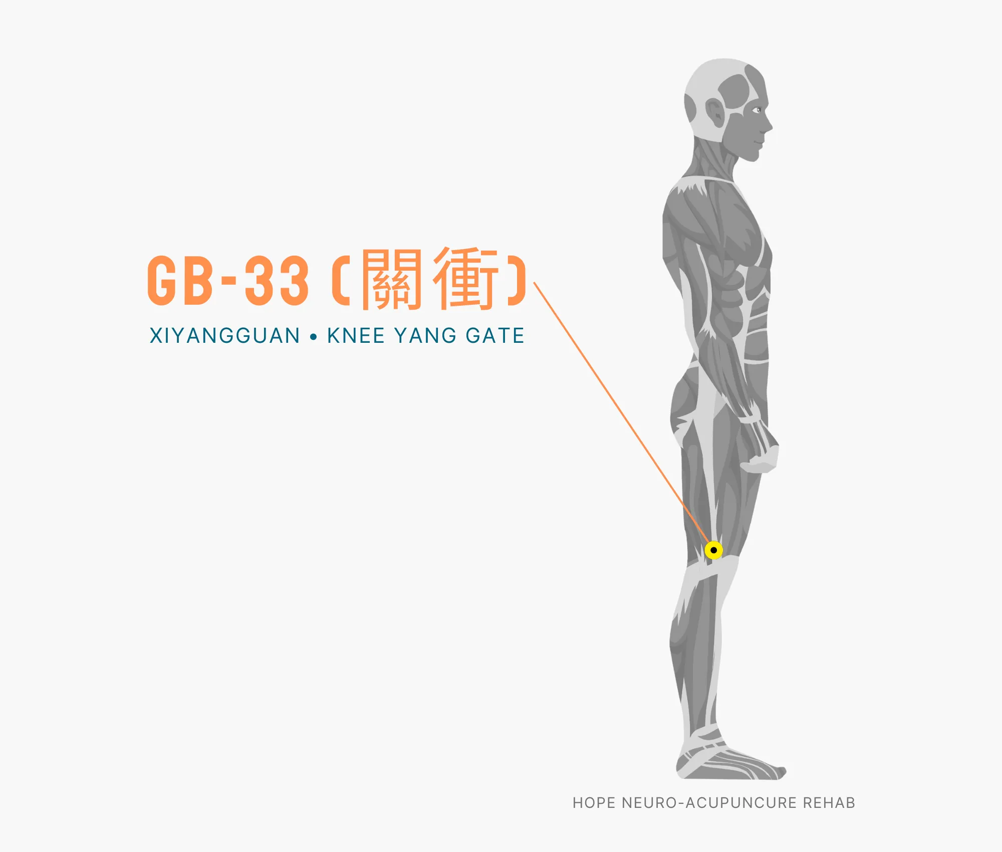 Diagram Showing Where the GB-33 Acupuncture Point (also known as Xiyangguan or Knee Yang Gate) is within the Gallbladder Meridian