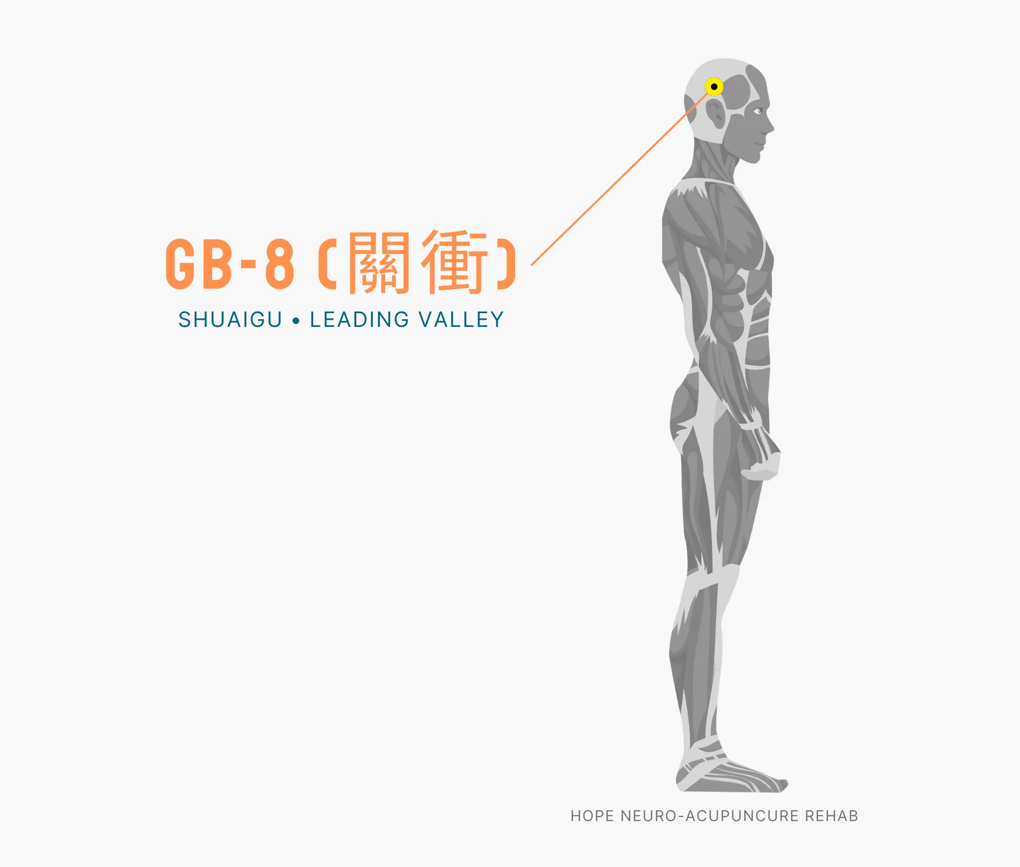 Diagram Showing Where the GB-1 Acupuncture Point (also known as (Tongziliao or Pupil Crevice) is within the Gallbladder Meridian