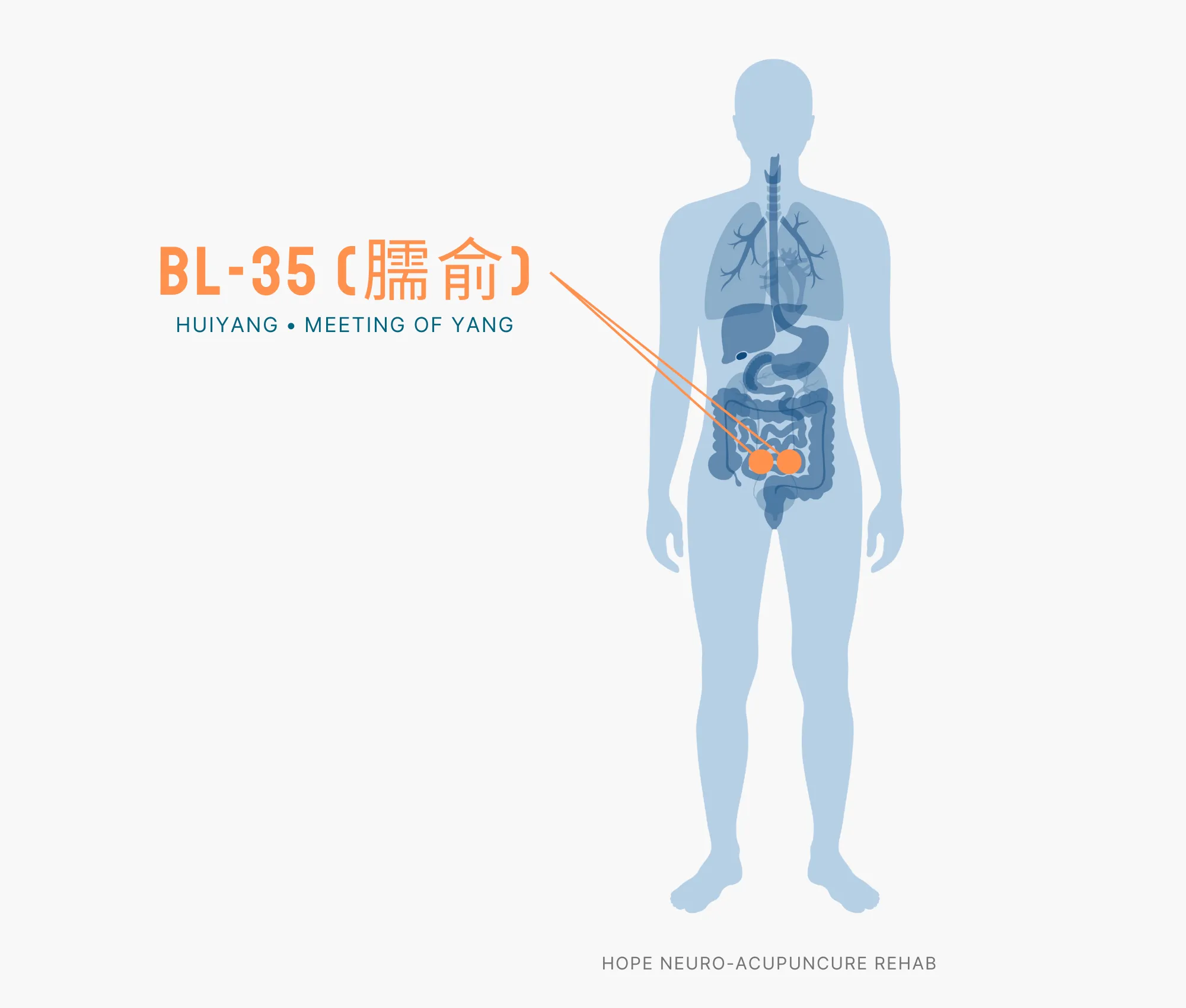 Diagram Showing Where the BL-35 Acupuncture Point (also known as Huiyang or Meeting of Yang) is within the Bladder Meridians