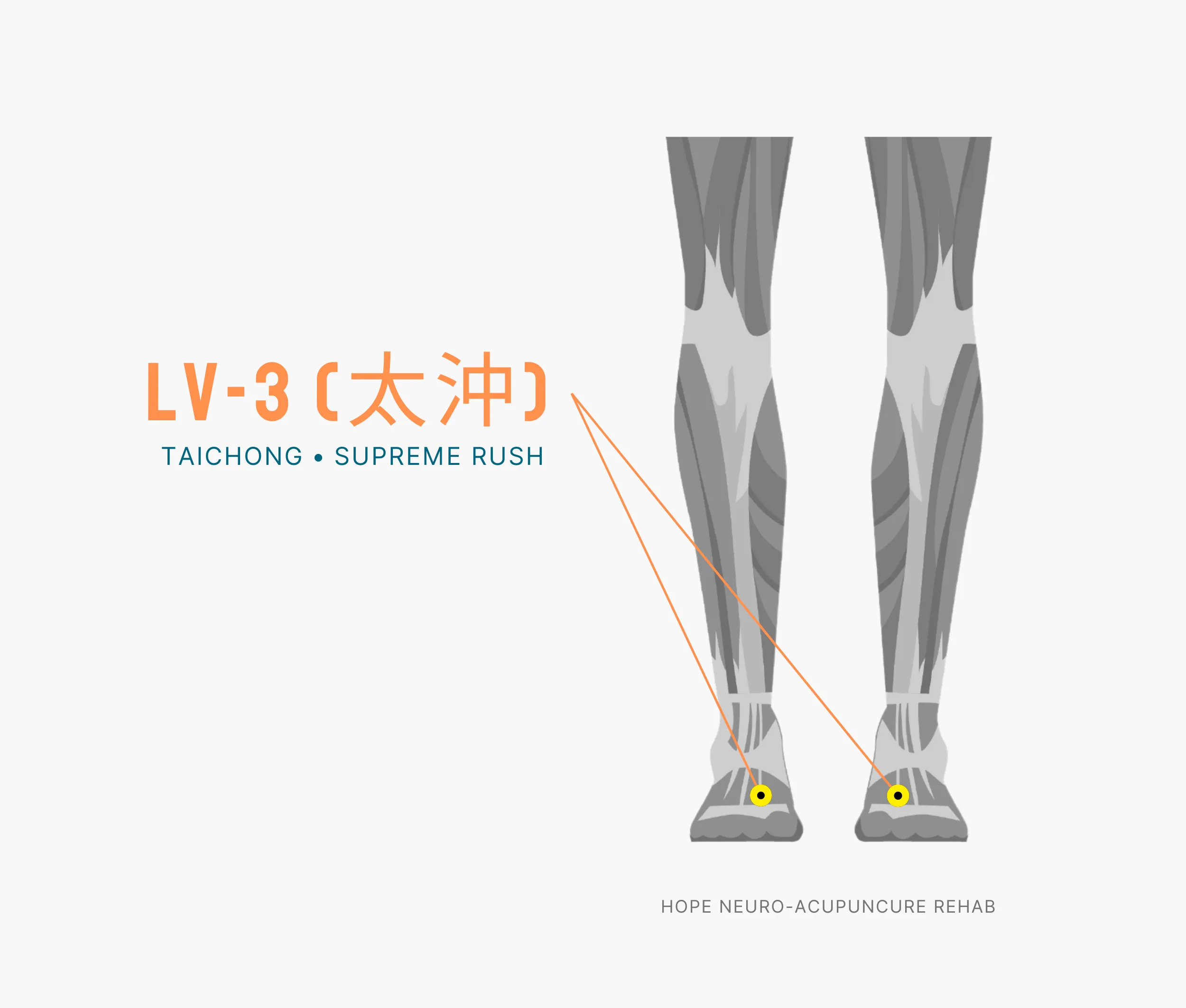 Diagram Showing Where the An Acupuncture Point is within the Liver Meridian