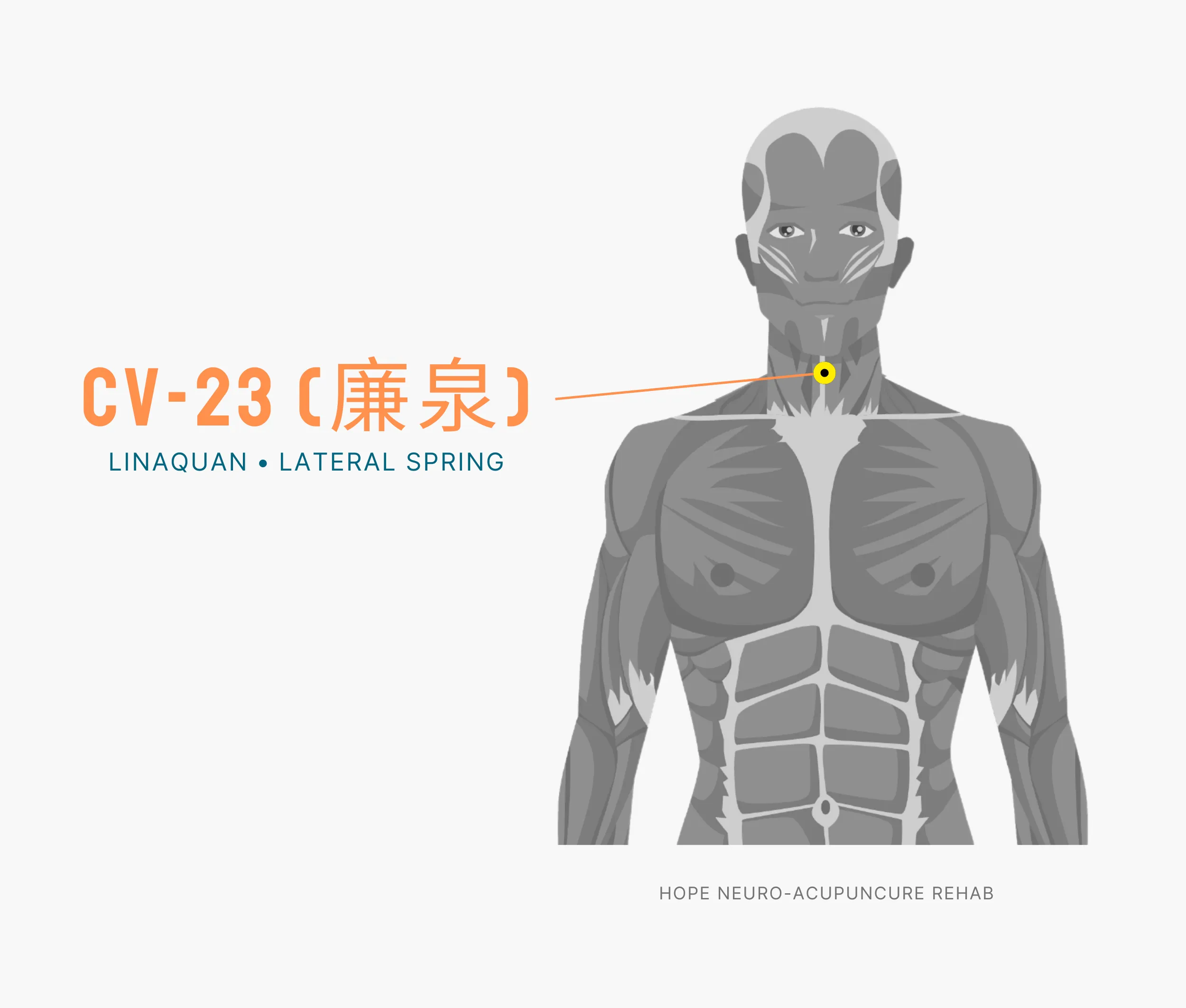 Diagram Showing Where the An Acupuncture Point is within the Conception Vessel Meridian