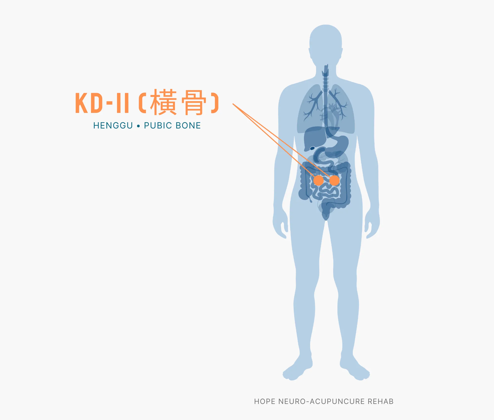 Diagram Showing Where the KD-11 Acupuncture Point (also known as Henggu or Pubic Bone) is within the Kidney Meridians