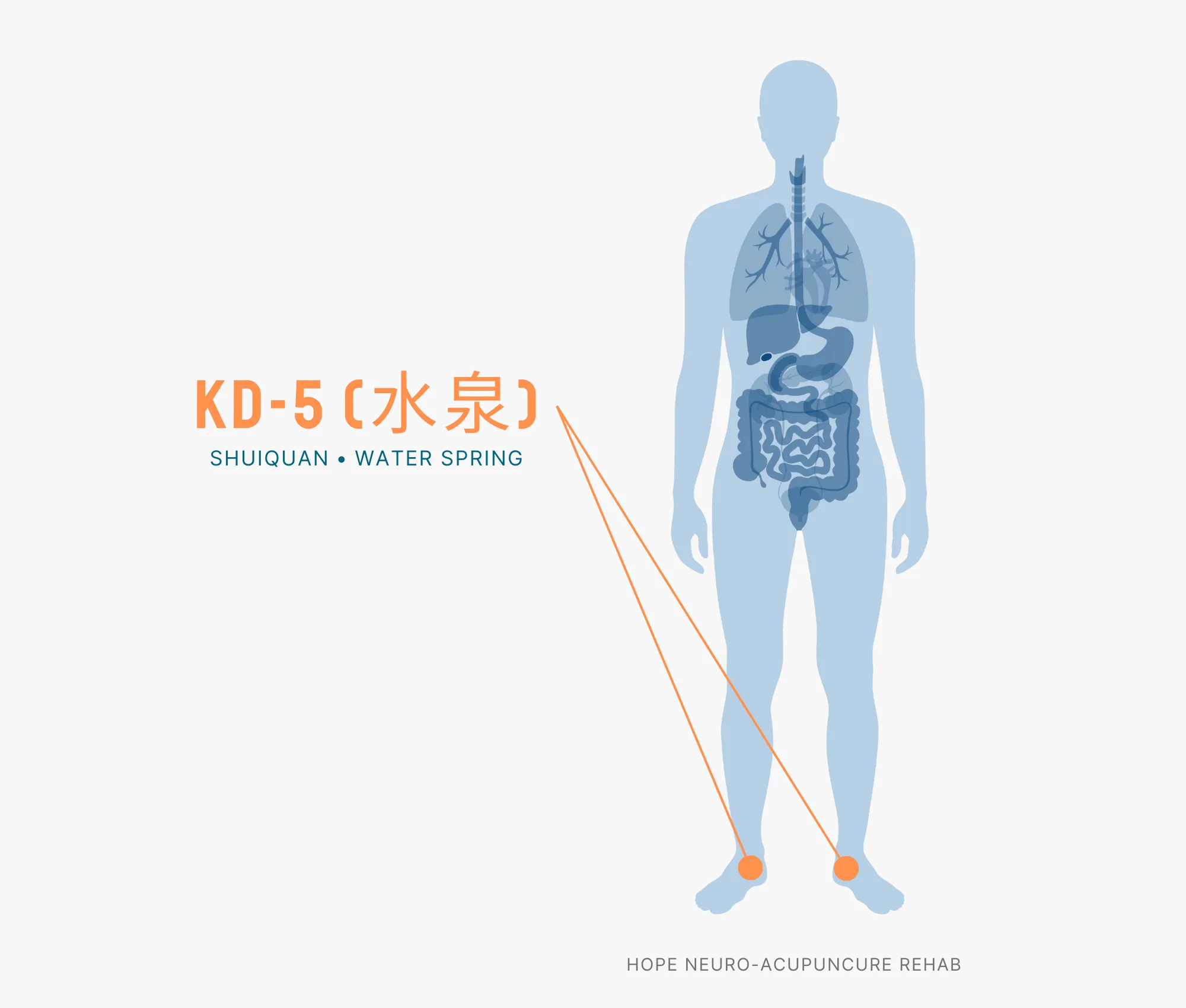 Diagram Showing Where the KD-5 Acupuncture Point (also known as Shuiquan or Water Spring) is within the Kidney Meridians