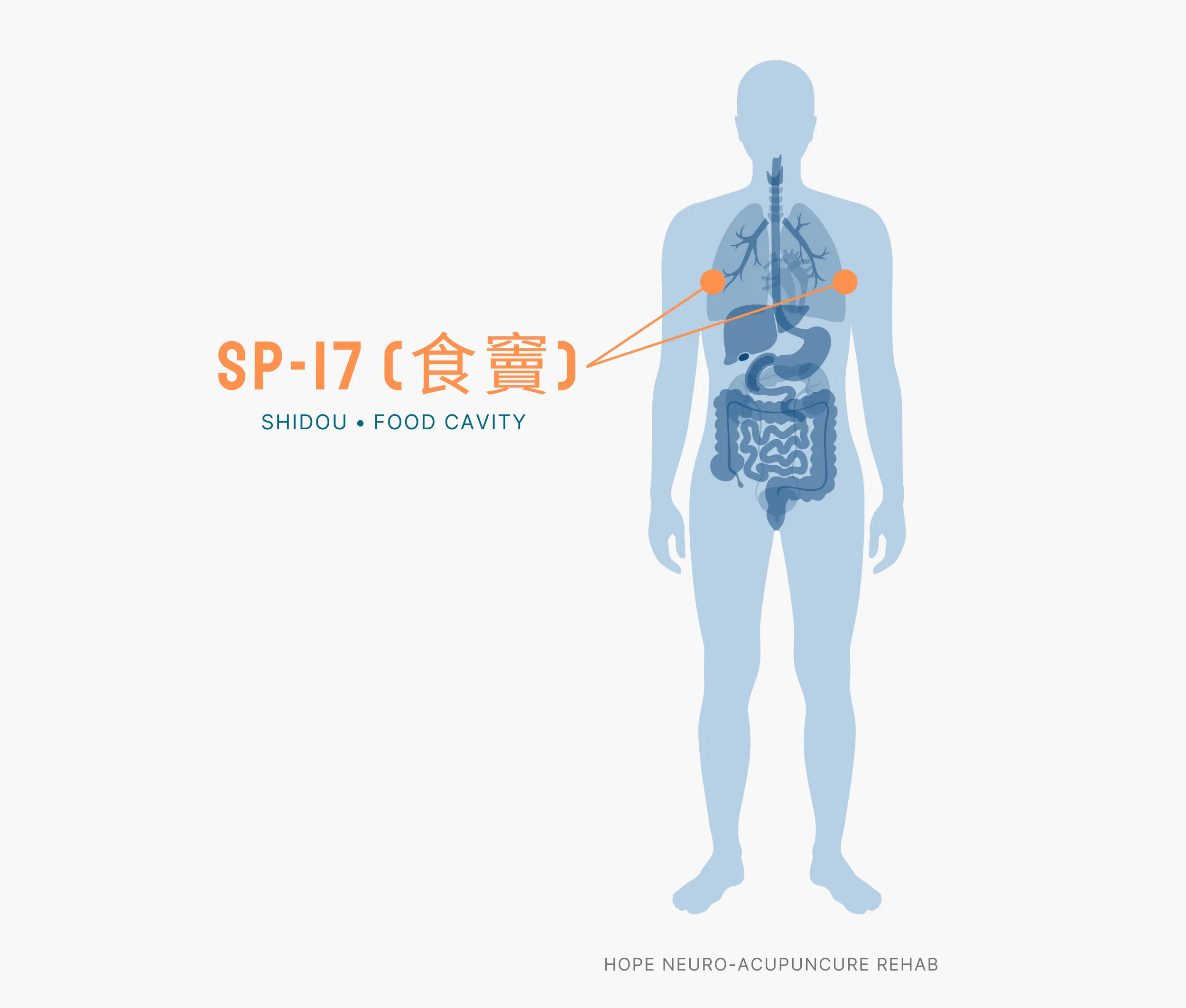 Diagram Showing Where the SP-17 Acupuncture Point (also known as Shidou or Food Cavity) is within the Spleen Meridians