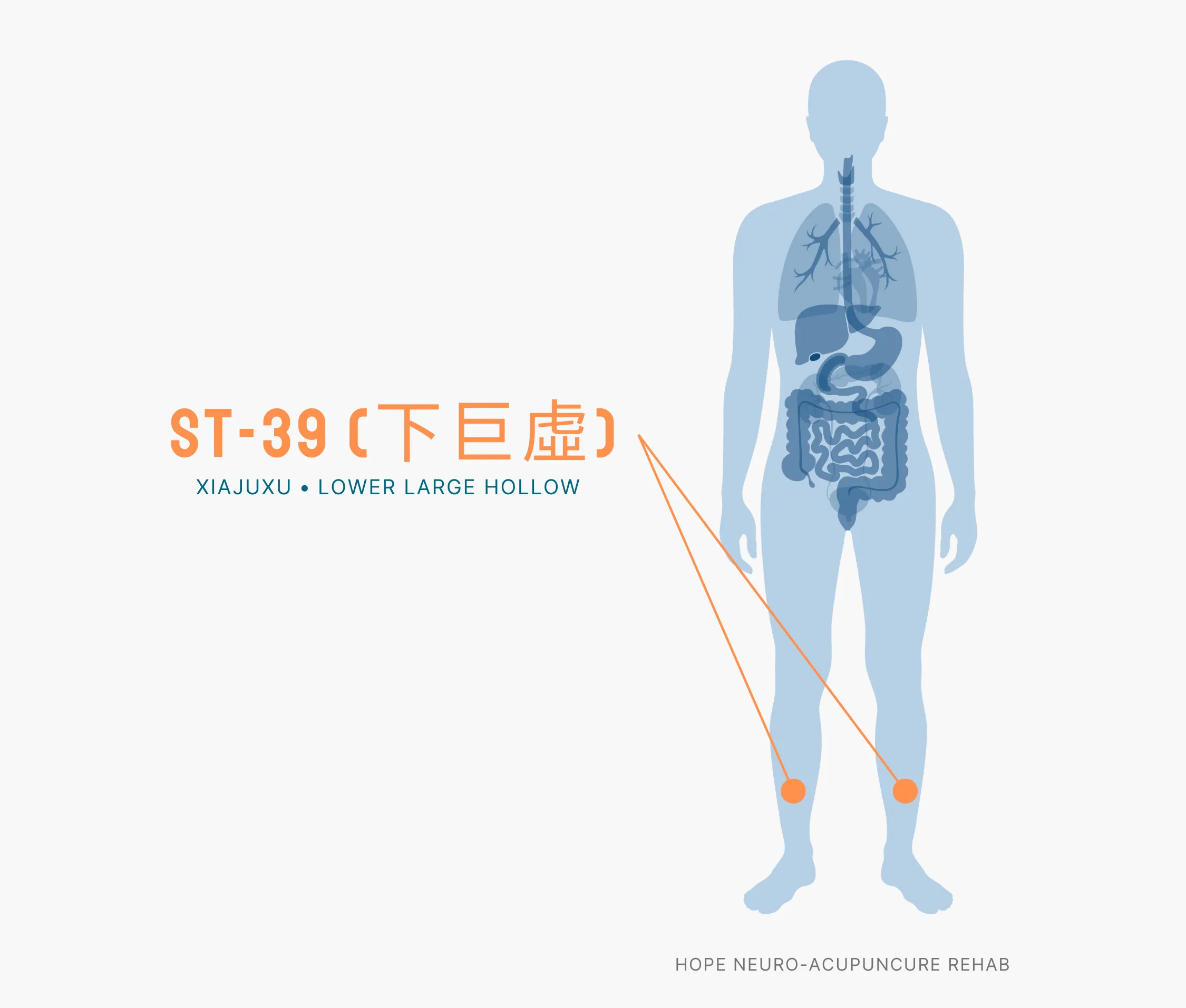 Diagram Showing Where the ST-39 Acupuncture Point (also known as Xiajuxu or Lower Large Hollow) is within the Stomach Meridians